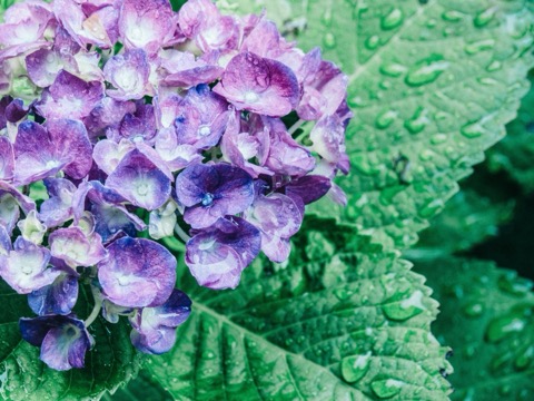 神奈川梅雨時節 紫陽花的靜謐（神奈川縣）