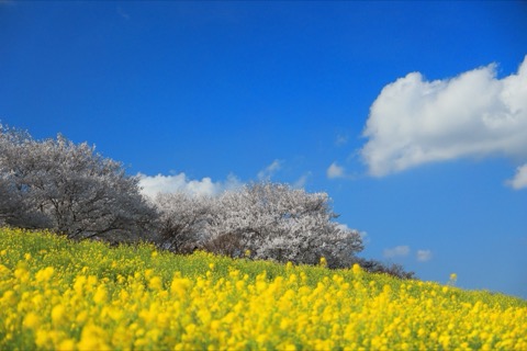 思川堤畔，菜花與櫻花的春日共鳴（栃木縣）