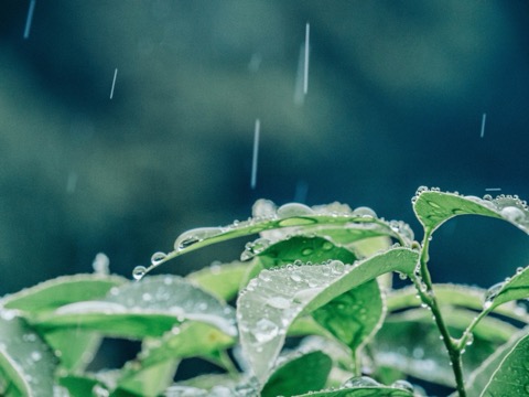 神奈川的梅雨季節 雨中的風景攝影（神奈川縣）