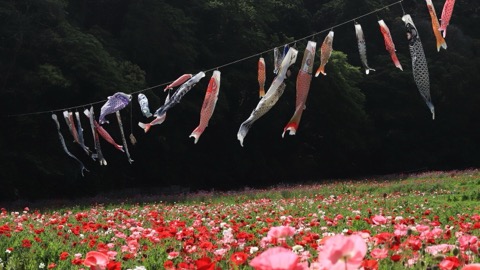 神奈川虞美人花田與鯉魚旗的春日共演（神奈川縣）