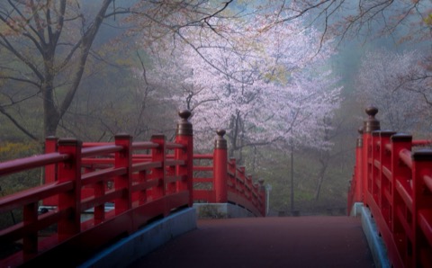 新潟彌彥村櫻花幻想風景（新潟縣）