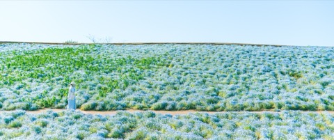 五月的藍色花海——千葉東京德國村（千葉縣）