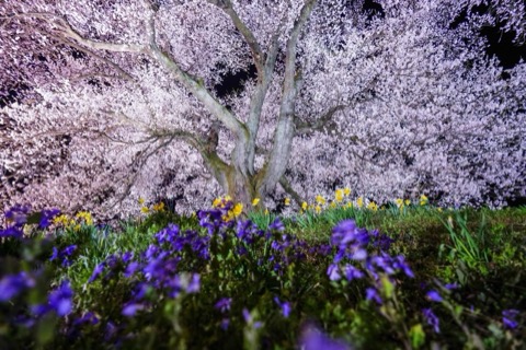 山梨縣鰐塚櫻花（山梨縣）
