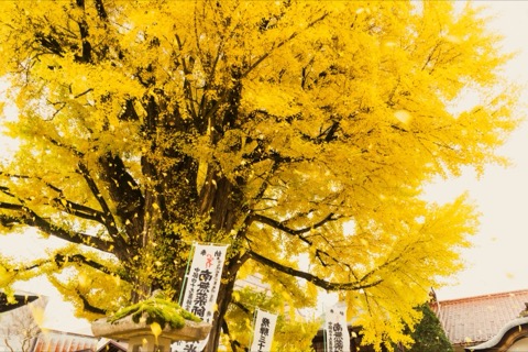 岐阜飛騨國分寺大銀杏的靜謐光影（岐阜縣）