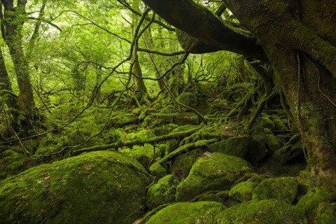 白谷雲水峡・苔むす森