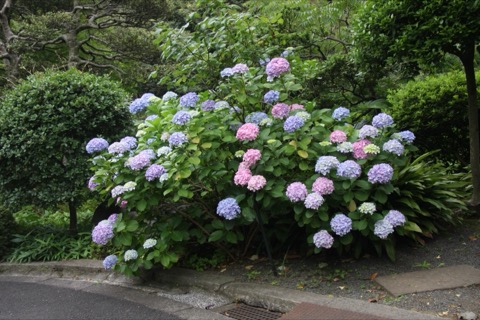 池田山公園的季節記號 東京品川區（東京都）