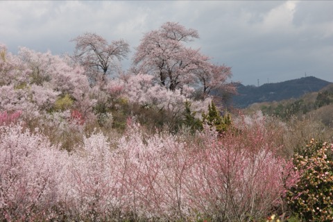吾妻連峰下的春色——福島市花見山公園（福島縣）