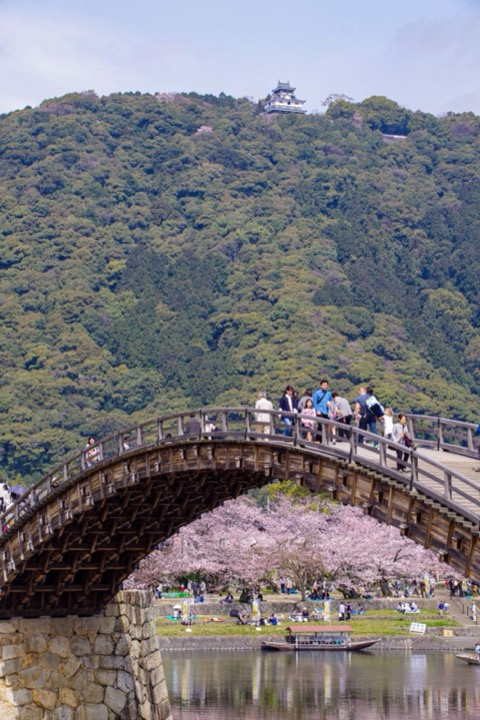 山口縣岩國 錦帶橋與櫻花盛開的風情街景（山口縣）