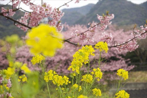 河津川ほとりの桜