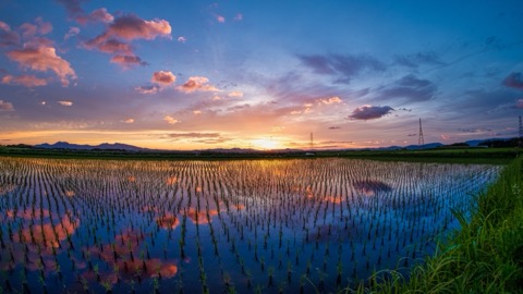 熊本水田映照夕陽 尋常風景裡的靜謐之美