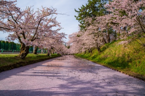 青森弘前櫻花祭的絨毯風景（青森縣）