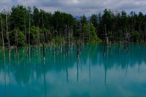 北海道青色池的寧靜之美（Charlie_or_Y-N 攝）