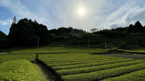 茨城大子町最北限茶畑的靜謐風景（茨城縣）