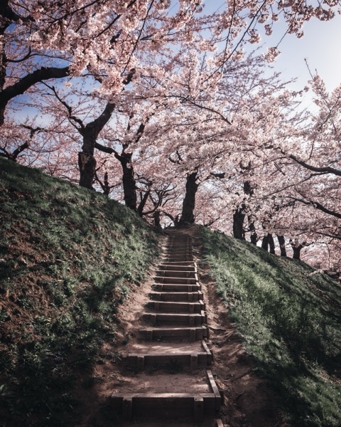 北海道函館五稜郭公園 階梯盡頭的櫻花（櫻花）