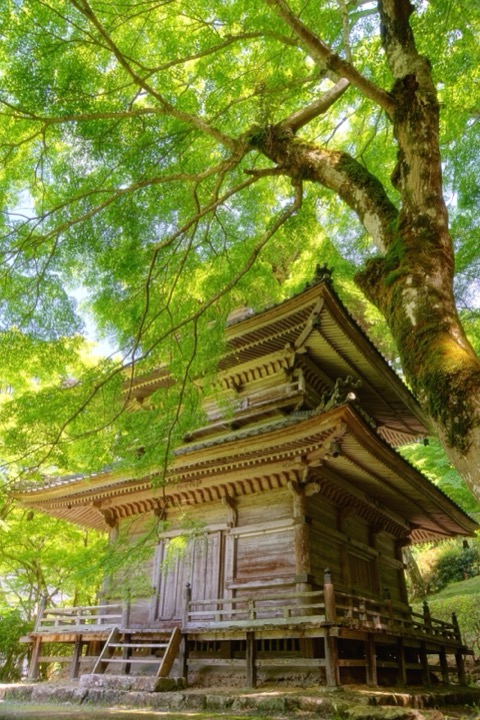 新綠時節的高源寺（近畿的紅葉）