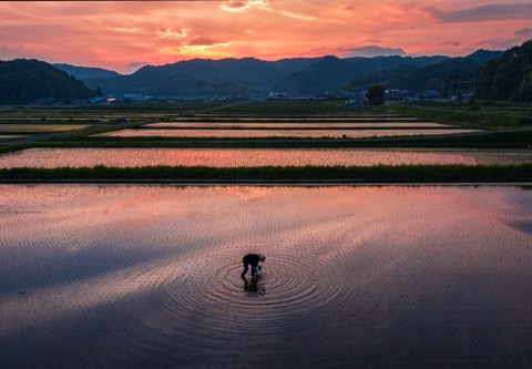 岡山縣赤磐市由津裡地區的水田風景（岡山縣）