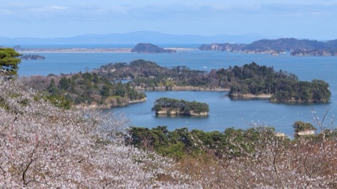桜と松島湾