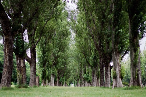 森林公園
