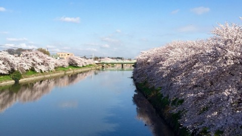 埼玉縣元荒川櫻景的靜謐時刻（埼玉縣）