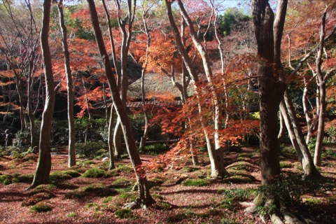 京都嵯峨野祇王寺 晚秋楓葉中的尼寺遺跡（京都府）