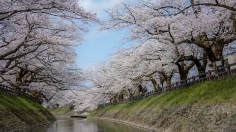 松川沿岸的櫻花廊道——富山春日光景（富山縣）