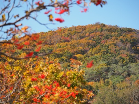 北海道祝津的紅葉時刻（紅葉）