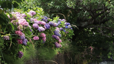 神奈川的紫陽花 靜靜綻放在日常的光影裡（神奈川縣）