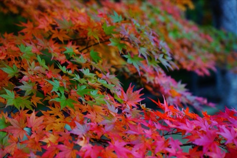 一樹之間，兵庫豐岡的紅葉魔法