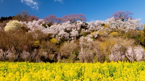 花見山公園春日群花盛開　福島縣的百花繚亂