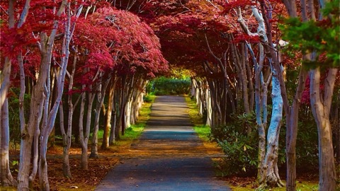北海道紅葉隧道 深紅包圍的靜謐時刻（紅葉）