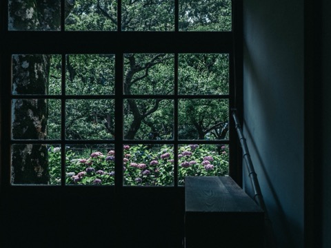 東京六月窗景 繡球花盛開梅雨季節的溫柔提醒（東京都）