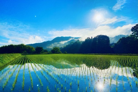 茨城大子産米：早苗月的稻田風景