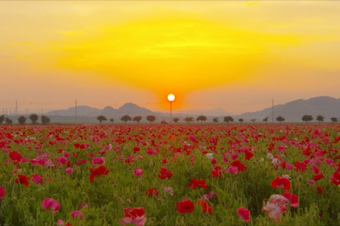 岡山花田的夕陽——笠岡灣農場四月物語（岡山縣）