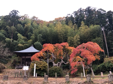 福島中釜戸的紅葉 扭轉下垂的秋色（福島縣）
