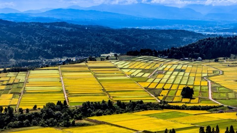 新潟 山本山高原 秋田如黃色絨毯（新潟縣）