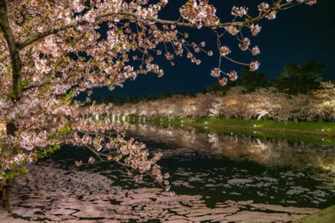 青森弘前櫻花祭西濠夜間點燈（青森縣）
