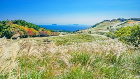 靜岡伊豆稻取高原　秋日芒草搖曳（靜岡縣）