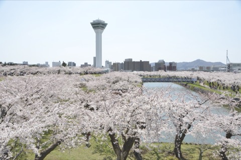 北海道函館五稜郭：櫻花盛開時節（北海道）