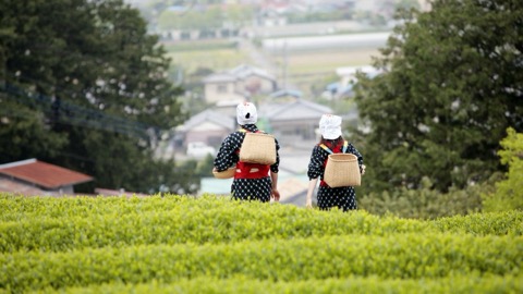 靜岡伊豆茶畑，高地上的綠色層疊（靜岡縣）