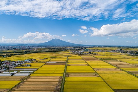 黃金色絨毯上矗立的獨立峰 岩木山（青森縣）