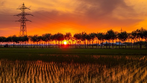 新潟 滿願寺稻架木並木 夕燒映入水田（新潟縣）