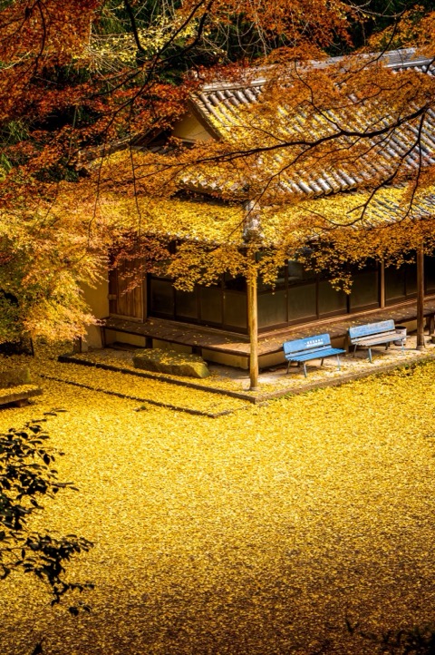 兵庫 淡路島岩上神社 大銀杏的黃色地毯（TAKAYOSHI_ENDOU 攝）