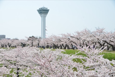 函館五稜郭 櫻花盛開時