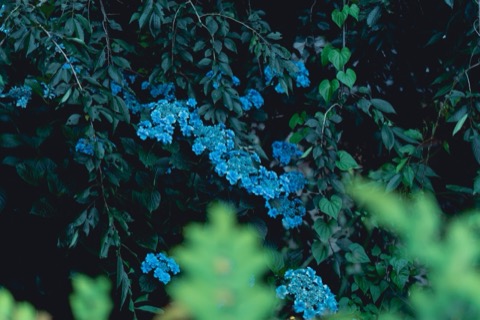 紫陽花的深藍 茨城縣裡的歷史沉澱（茨城縣）