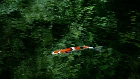栃木 出流原辯天池 名水百選的湧泉（栃木縣）