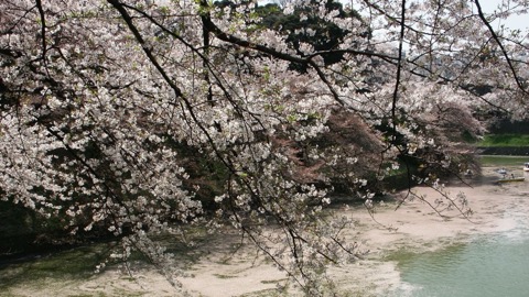 東京千代田區九段 千鳥淵櫻花盛開時節（東京都）