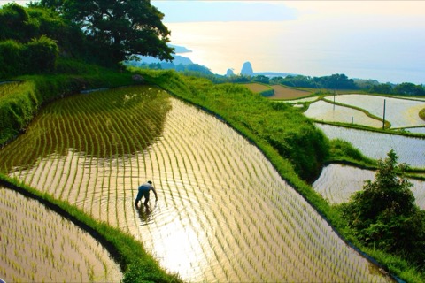 東後畑棚田の農業