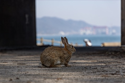 廣島大久野島的兔子們（廣島縣）