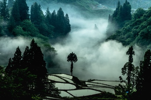 新潟長岡山古志 雲海翻騰覆蓋梯田（新潟縣）