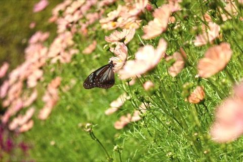 兵庫秋景｜布引香草園的橙色花海與藍紋鳳蝶（Toru 攝）